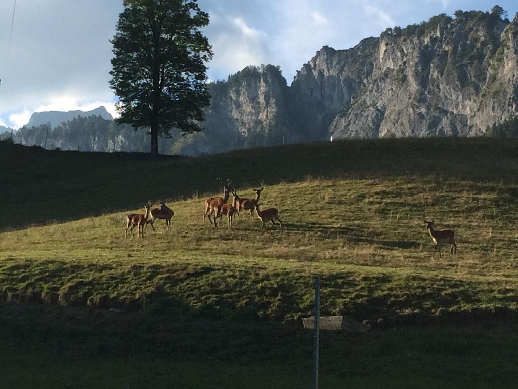 Berghof Haselsberger Hotel Sankt Johann in Tirol Exterior foto